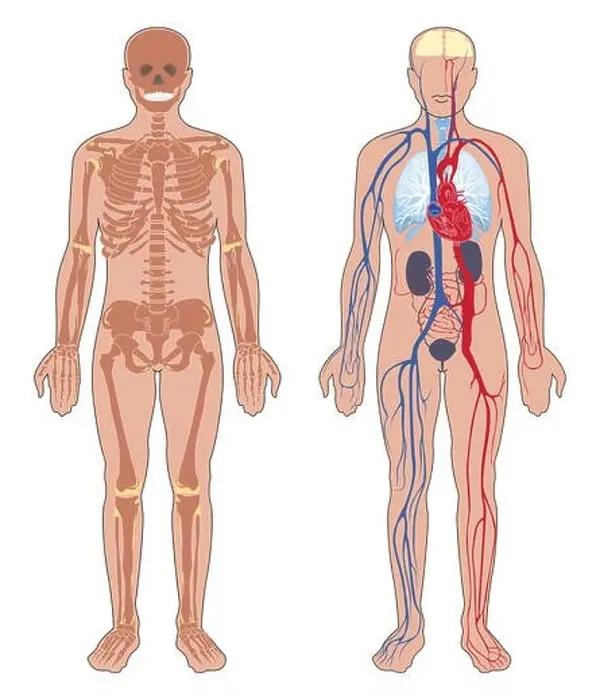 Framed Print : Human anatomy. Set of vector illustration isolated on white background Framed Print : Human anatomy. Set of vector illustration isolated on white background