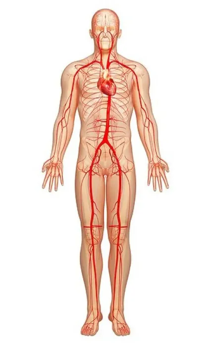 Framed Print : Human arteries, artwork Framed Print : Human arteries, artwork