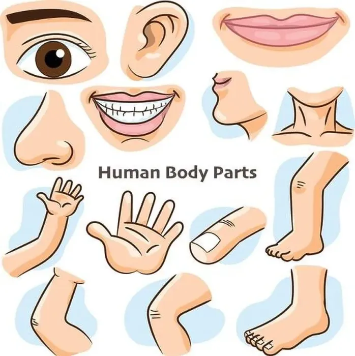 Framed Print : Human body parts, different parts of the body for teaching. Body details, cartoon flat design - Vector Illustration