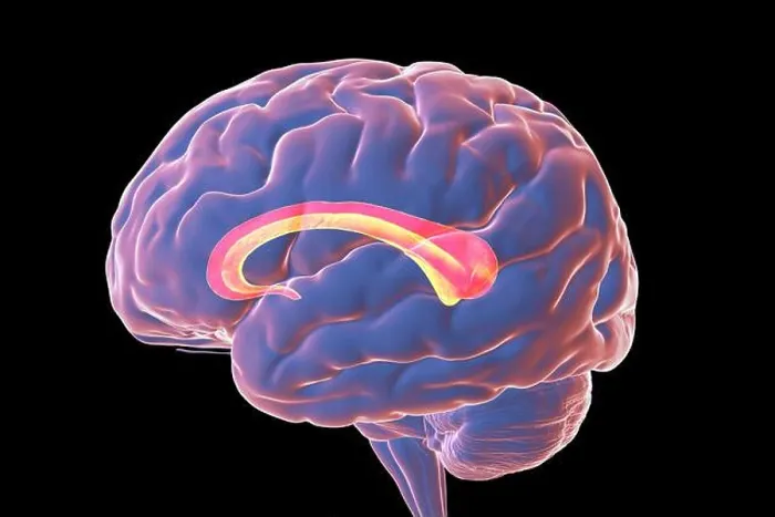 Framed Print : Human brain with highlighted Corpus callosum, illustration Framed Print : Human brain with highlighted Corpus callosum, illustration
