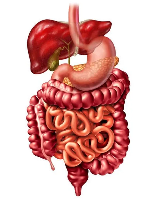 Framed Print : Human digestive system anatomy concept as a liver pancreas and gallbladder with a stomach and large intestine and small intestines