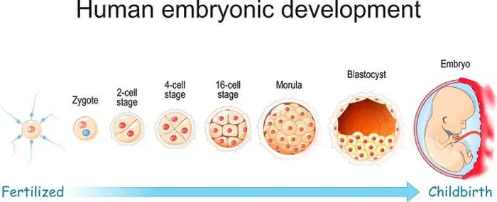 Framed Print : Human embryonic development. From Fertilization to Childbirth Framed Print : Human embryonic development. From Fertilization to Childbirth
