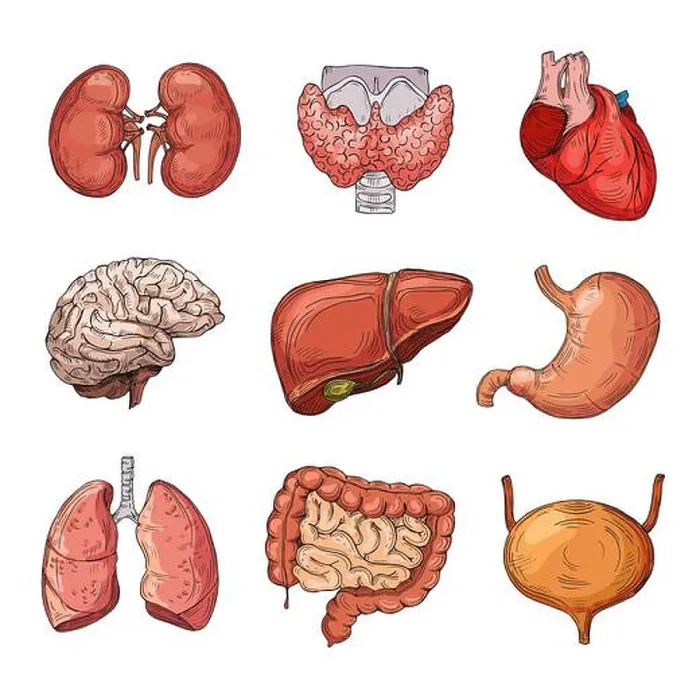 Framed Print : Human internal organs. Cartoon brain and heart Framed Print : Human internal organs. Cartoon brain and heart