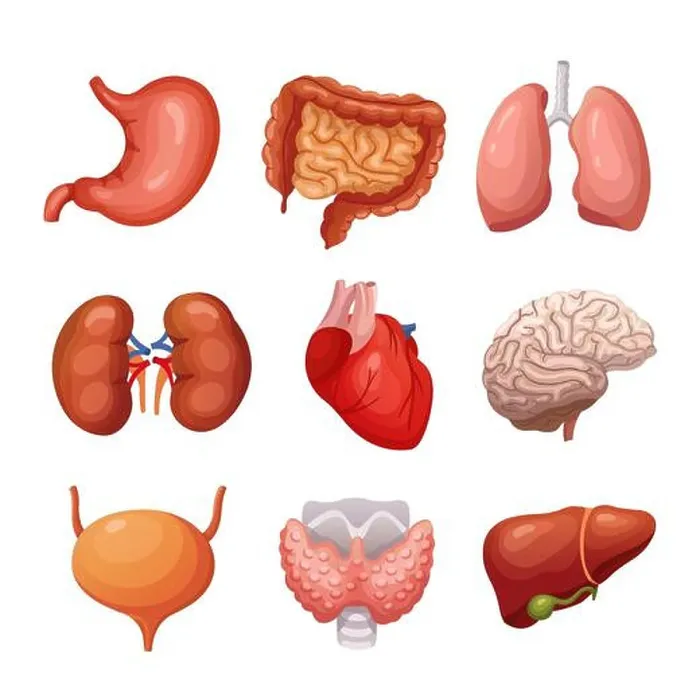 Framed Print : Human internal organs. Stomach and lungs Framed Print : Human internal organs. Stomach and lungs
