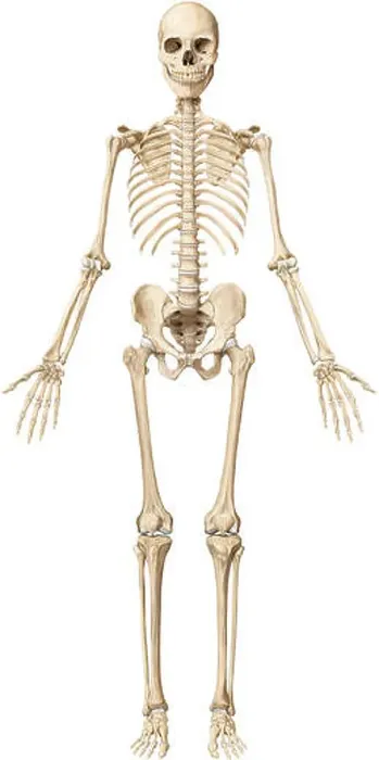 Framed Print : The human skeleton is made up of 206 articulated bones of varying sizes and shapes Framed Print : The human skeleton is made up of 206 articulated bones of varying sizes and shapes