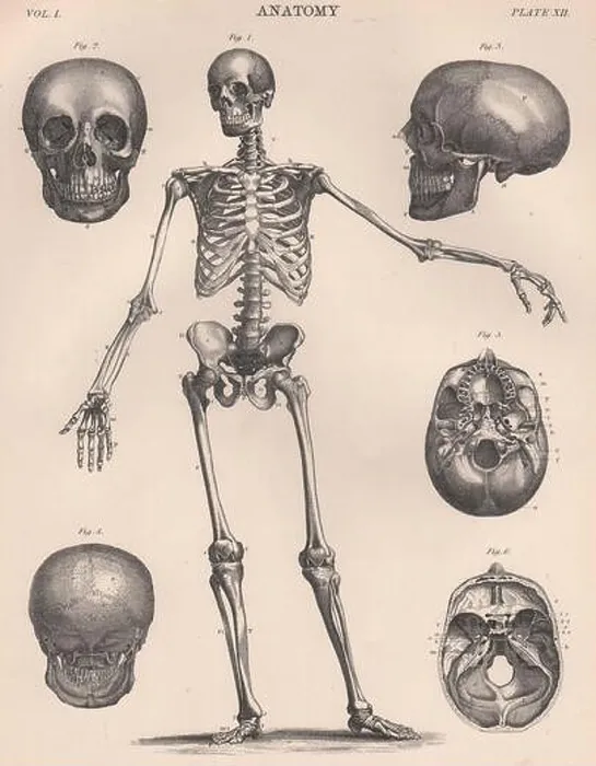 Framed Print : Human Skeleton from front. Anatomy. Skull. BRITANNICA 1898 old antique print Framed Print : Human Skeleton from front. Anatomy. Skull. BRITANNICA 1898 old antique print