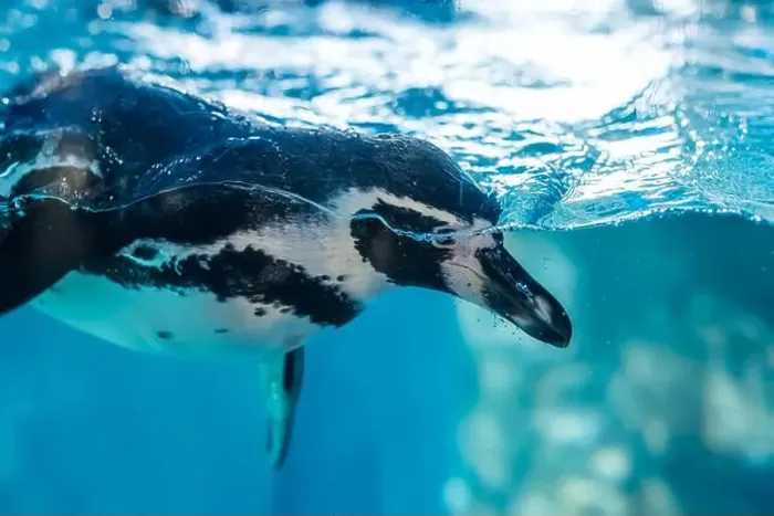 Framed Print : The Humboldt penguin (Spheniscus humboldti) swimming underwater Framed Print : The Humboldt penguin (Spheniscus humboldti) swimming underwater