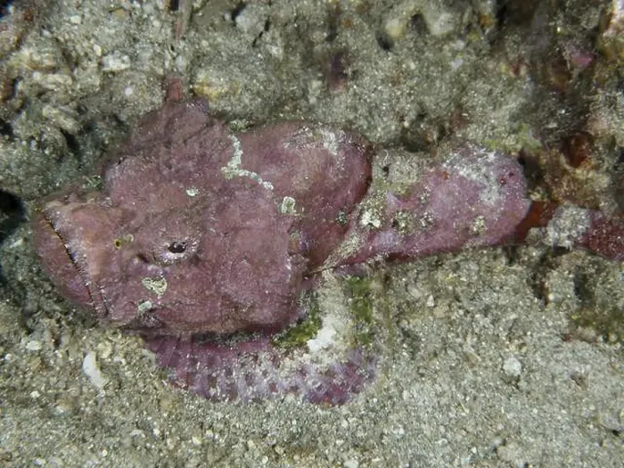 Framed Print : Humpback scorpionfish (Scorpaenopsis diabolus) lying calmly on the seabed