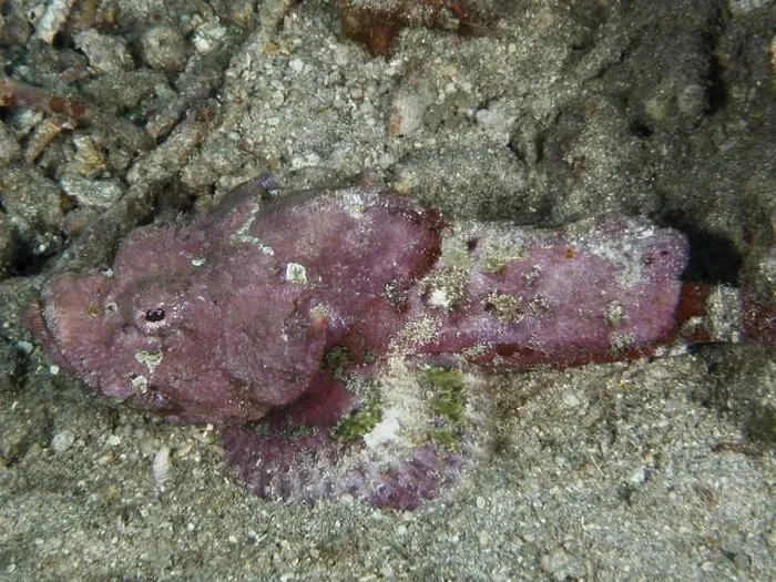 Framed Print : A humpback scorpionfish (Scorpaenopsis diabolus) lying on the seabed