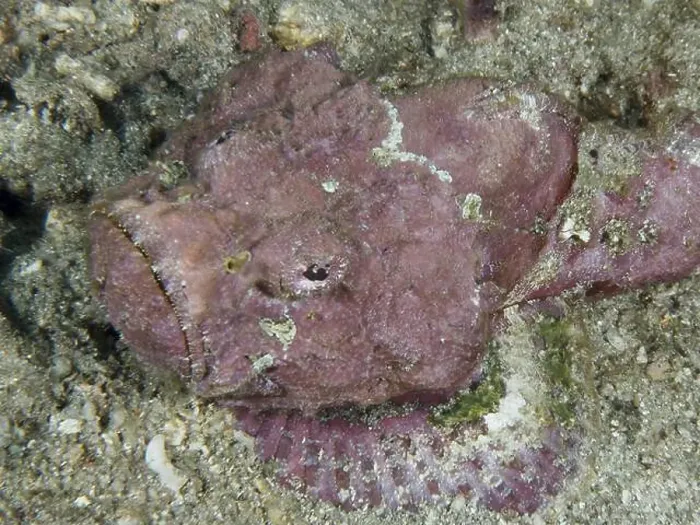 Framed Print : A humpback scorpionfish (Scorpaenopsis diabolus) resting in the sand on the seabed Framed Print : A humpback scorpionfish (Scorpaenopsis diabolus) resting in the sand on the seabed