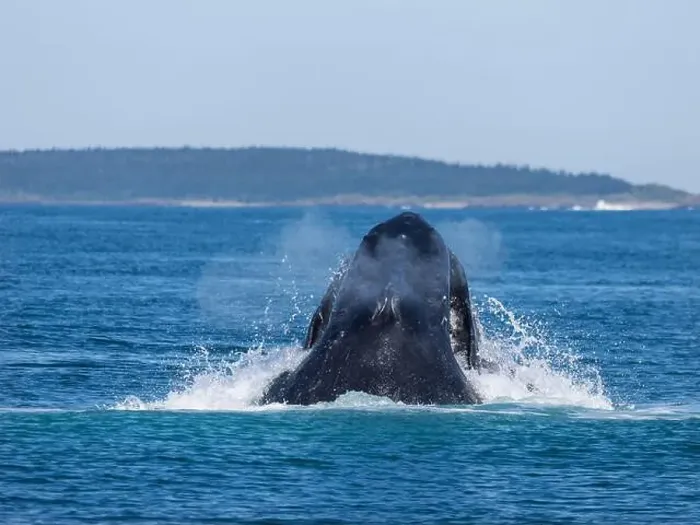 Framed Print : Humpback whale breaching the ocean surface in the Bay of Fundy, Westport, Nova Scotia Framed Print : Humpback whale breaching the ocean surface in the Bay of Fundy, Westport, Nova Scotia