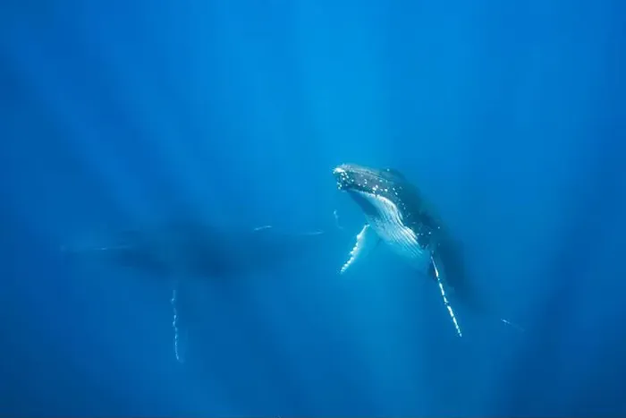 Framed Print : Humpback whale cow (Megaptera novaeangliae) swimming underwater with her calf, Vava'u, Tonga Framed Print : Humpback whale cow (Megaptera novaeangliae) swimming underwater with her calf, Vava'u, Tonga