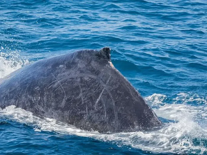 Framed Print : Humpback whale (Megaptera novaeangliae), surfacing off San Jose del Cabo, Baja California Sur, Mexico, North America Framed Print : Humpback whale (Megaptera novaeangliae), surfacing off San Jose del Cabo, Baja California Sur, Mexico, North America