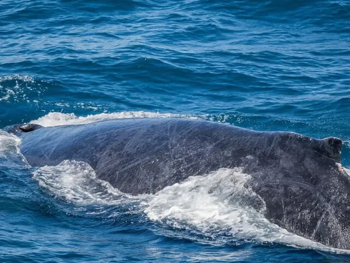 Framed Print : Humpback whale (Megaptera novaeangliae), surfacing off San Jose del Cabo, Baja California Sur, Mexico, North America Framed Print : Humpback whale (Megaptera novaeangliae), surfacing off San Jose del Cabo, Baja California Sur, Mexico, North America