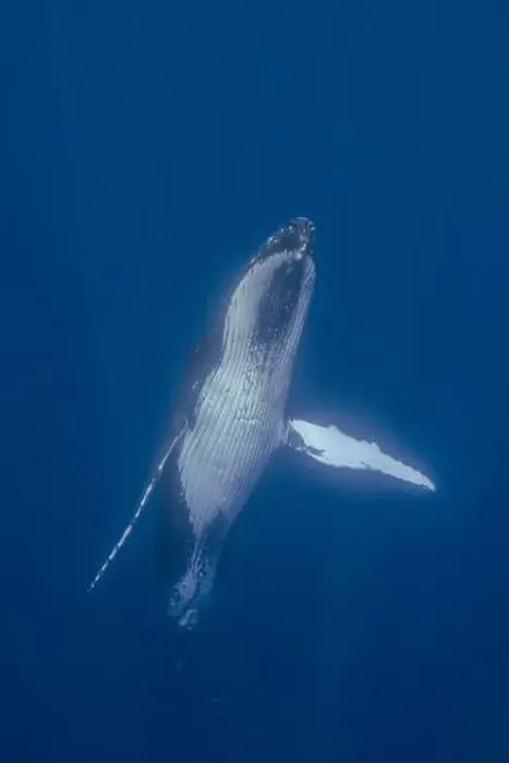Framed Print : Humpback Whale (Megaptera novaeangliae) swimming underwater, Vava'u, Tonga Framed Print : Humpback Whale (Megaptera novaeangliae) swimming underwater, Vava'u, Tonga
