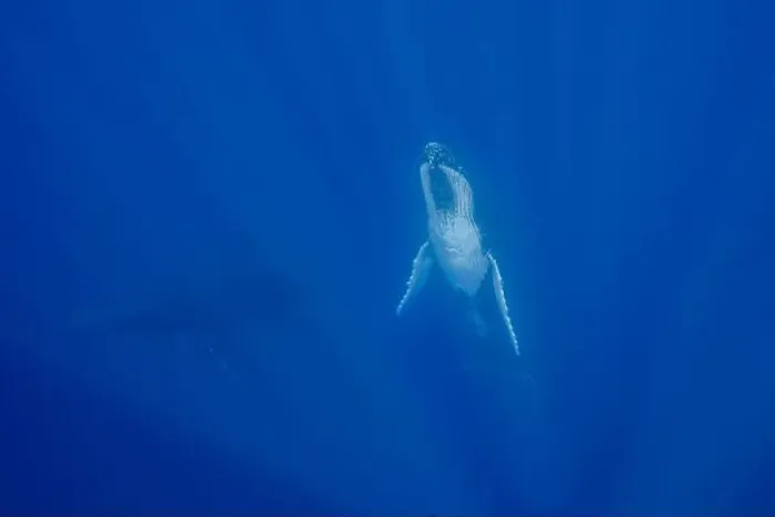 Framed Print : Humpback Whale (Megaptera novaeangliae) swimming underwater with her calf, Vava'u, Tonga