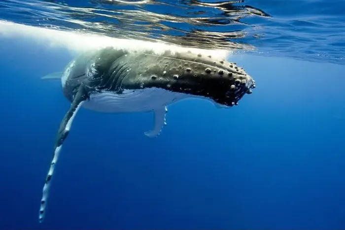 Framed Print : Humpback Whale (Megaptera novaeangliae) swimming underwater at water's surface, Vava'u, Tonga Framed Print : Humpback Whale (Megaptera novaeangliae) swimming underwater at water's surface, Vava'u, Tonga