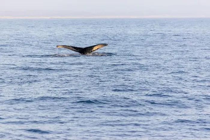 Framed Print : Humpback whale tail above ocean, clear day in Monterey bay! Framed Print : Humpback whale tail above ocean, clear day in Monterey bay!
