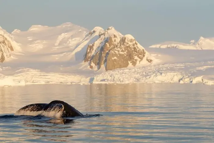 Framed Print : Humpback whale's tail. Whales in Antarctica Framed Print : Humpback whale's tail. Whales in Antarctica