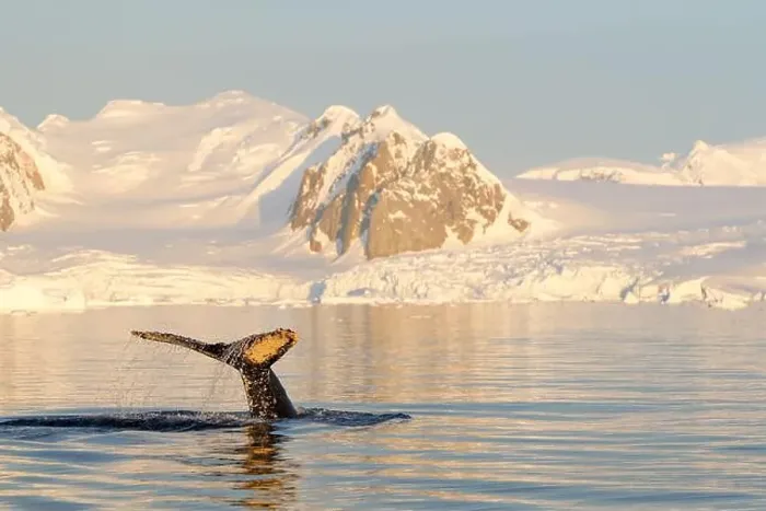Framed Print : Humpback whale's tail. Whales in Antarctica Framed Print : Humpback whale's tail. Whales in Antarctica