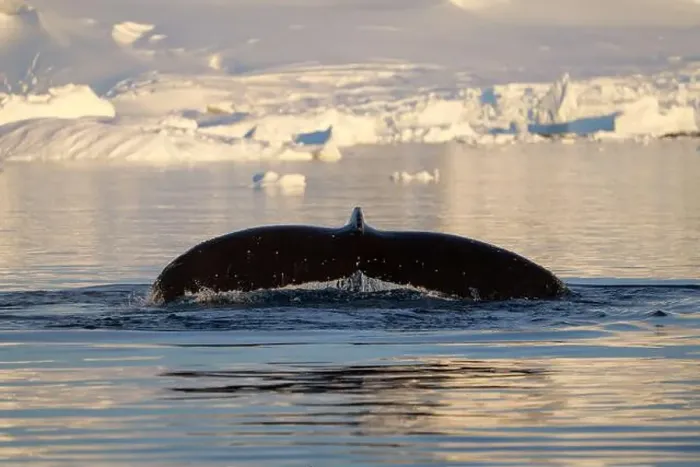 Framed Print : Humpback whale's tail. Whales in Antarctica Framed Print : Humpback whale's tail. Whales in Antarctica