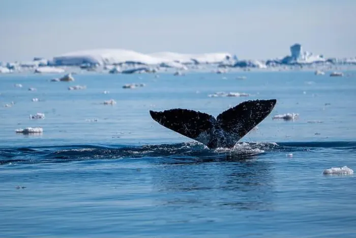 Framed Print : Humpback whale's tail. Whales in Antarctica Framed Print : Humpback whale's tail. Whales in Antarctica