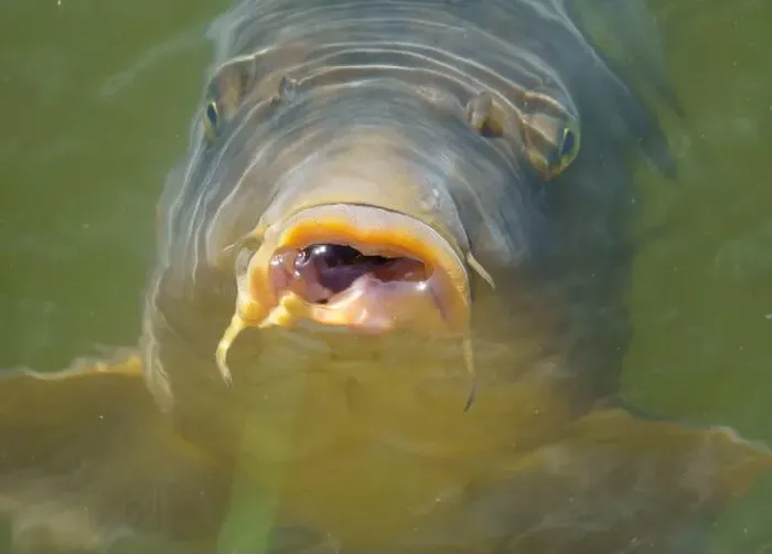 Framed Print : Hungry common carp (Cyprinus carpio) with big open mouth, eating / feeding in clear pond water Framed Print : Hungry common carp (Cyprinus carpio) with big open mouth, eating / feeding in clear pond water