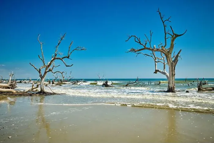 Framed Print : Hunting Island State Park with driftwood along the shore Framed Print : Hunting Island State Park with driftwood along the shore
