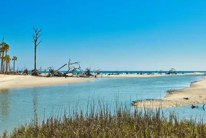 Framed Print : Hunting Island State Park with driftwood along the shore