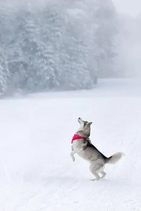 Framed Print : Husky dog jumping rising paws, winter background Framed Print : Husky dog jumping rising paws, winter background