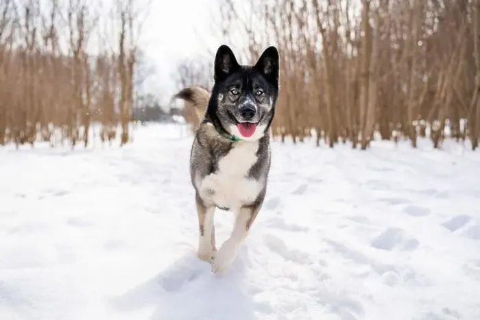 Framed Print : Husky dog in the snow. Siberian husky with blue eyes in winter park Framed Print : Husky dog in the snow. Siberian husky with blue eyes in winter park