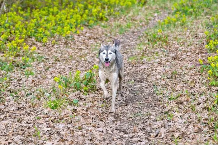 Framed Print : Husky dog walking in green spring forest Framed Print : Husky dog walking in green spring forest
