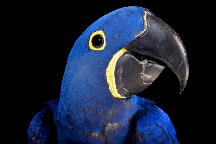 Framed Print : Hyacinth macaw (Anodorhynchus hyacinthinus) Framed Print : Hyacinth macaw (Anodorhynchus hyacinthinus)