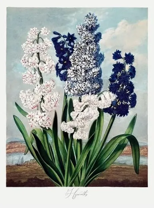 Framed Print : Hyacinths. Antique Victorian Flower painting Framed Print : Hyacinths. Antique Victorian Flower painting