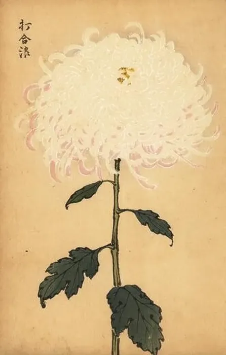 Framed Print : Hybrid white chrysanthemum, Chrysanthemum indicum Framed Print : Hybrid white chrysanthemum, Chrysanthemum indicum