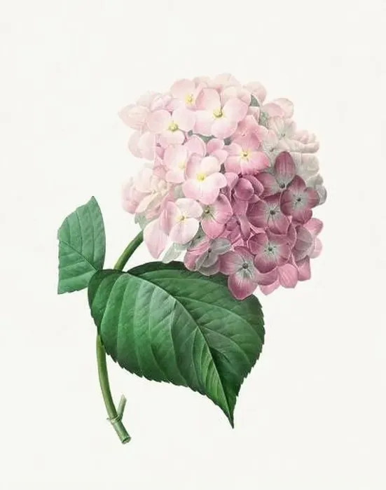 Framed Print : Hydrangea. Beautiful flower illustration. Antique Botanical art by Pierre Joseph Redouté. Circa 1833 Framed Print : Hydrangea. Beautiful flower illustration. Antique Botanical art by Pierre Joseph Redouté. Circa 1833