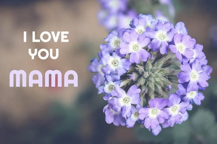 Framed Print : i love you mama, happy mother's day card with flower background Framed Print : i love you mama, happy mother's day card with flower background