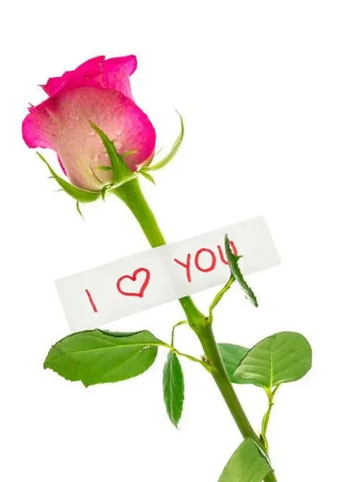 Framed Print : I love you message attached to a beautiful pink rose. Isolated over white background Framed Print : I love you message attached to a beautiful pink rose. Isolated over white background
