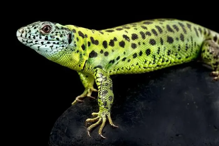 Framed Print : Iberian emerald lizard (Lacerta schreiberi) female Framed Print : Iberian emerald lizard (Lacerta schreiberi) female
