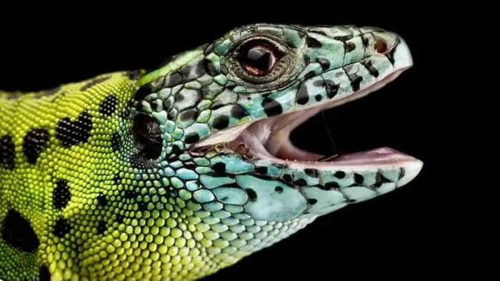 Framed Print : Iberian emerald lizard (Lacerta schreiberi) female