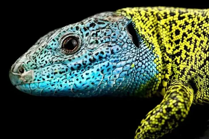 Framed Print : Iberian emerald lizard (Lacerta schreiberi) male Framed Print : Iberian emerald lizard (Lacerta schreiberi) male