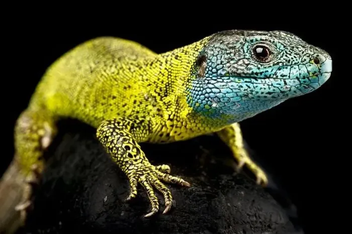 Framed Print : Iberian emerald lizard (Lacerta schreiberi) male Framed Print : Iberian emerald lizard (Lacerta schreiberi) male