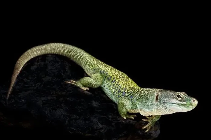 Framed Print : Iberian occulted lizard (Timon lepidus)