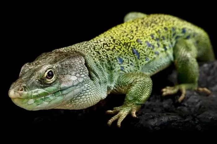 Framed Print : Iberian occulted lizard (Timon lepidus) Framed Print : Iberian occulted lizard (Timon lepidus)