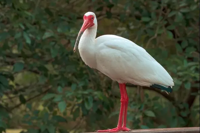 Framed Print : Ibis Framed Print : Ibis