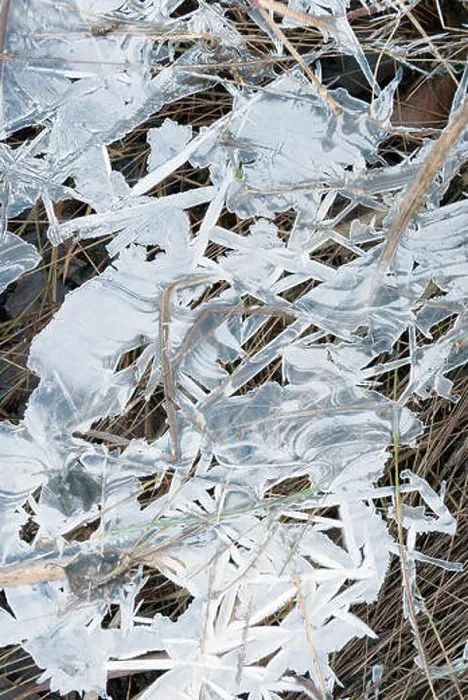 Framed Print : Ice covered grasses on a cold morning Framed Print : Ice covered grasses on a cold morning
