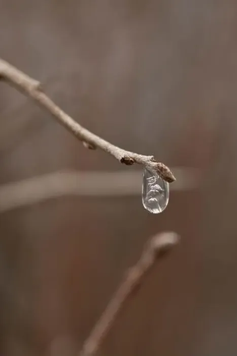 Framed Print : Ice droplet on the end of a branch macro photography Framed Print : Ice droplet on the end of a branch macro photography