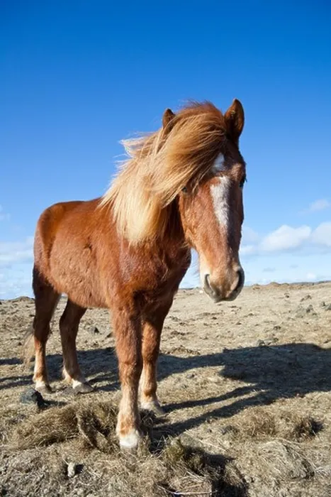 Framed Print : Icelandic horse, Iceland Framed Print : Icelandic horse, Iceland