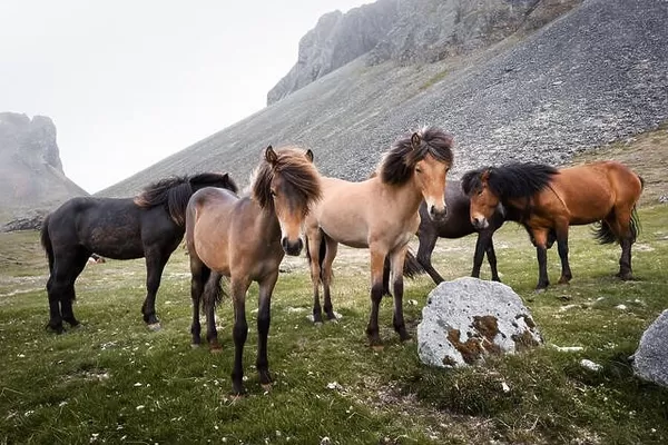 Icelandic horses on mountains background