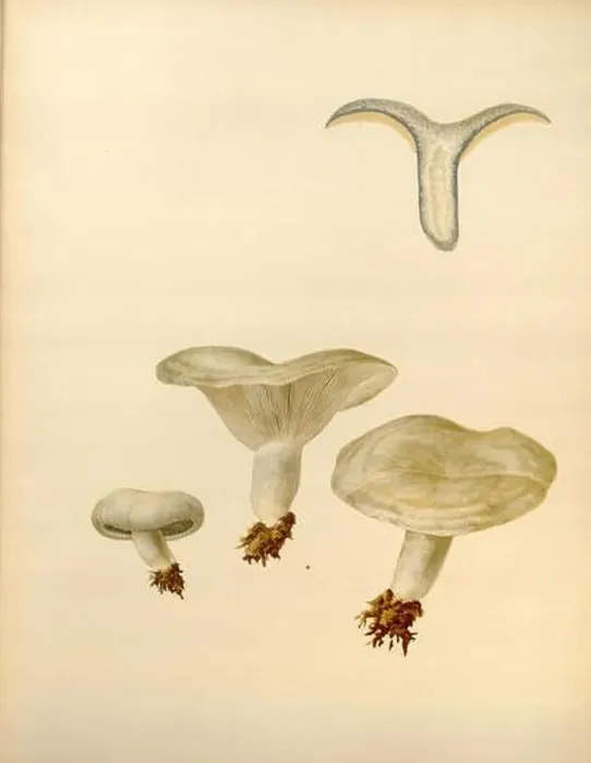 Framed Print : Icones Farlowianae (Pl. 34)